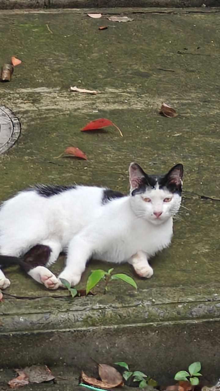 50185【丑猫】偶遇的齐刘海媒婆痣小丑咪（os：回家过后怎么还会越看越丑。😭