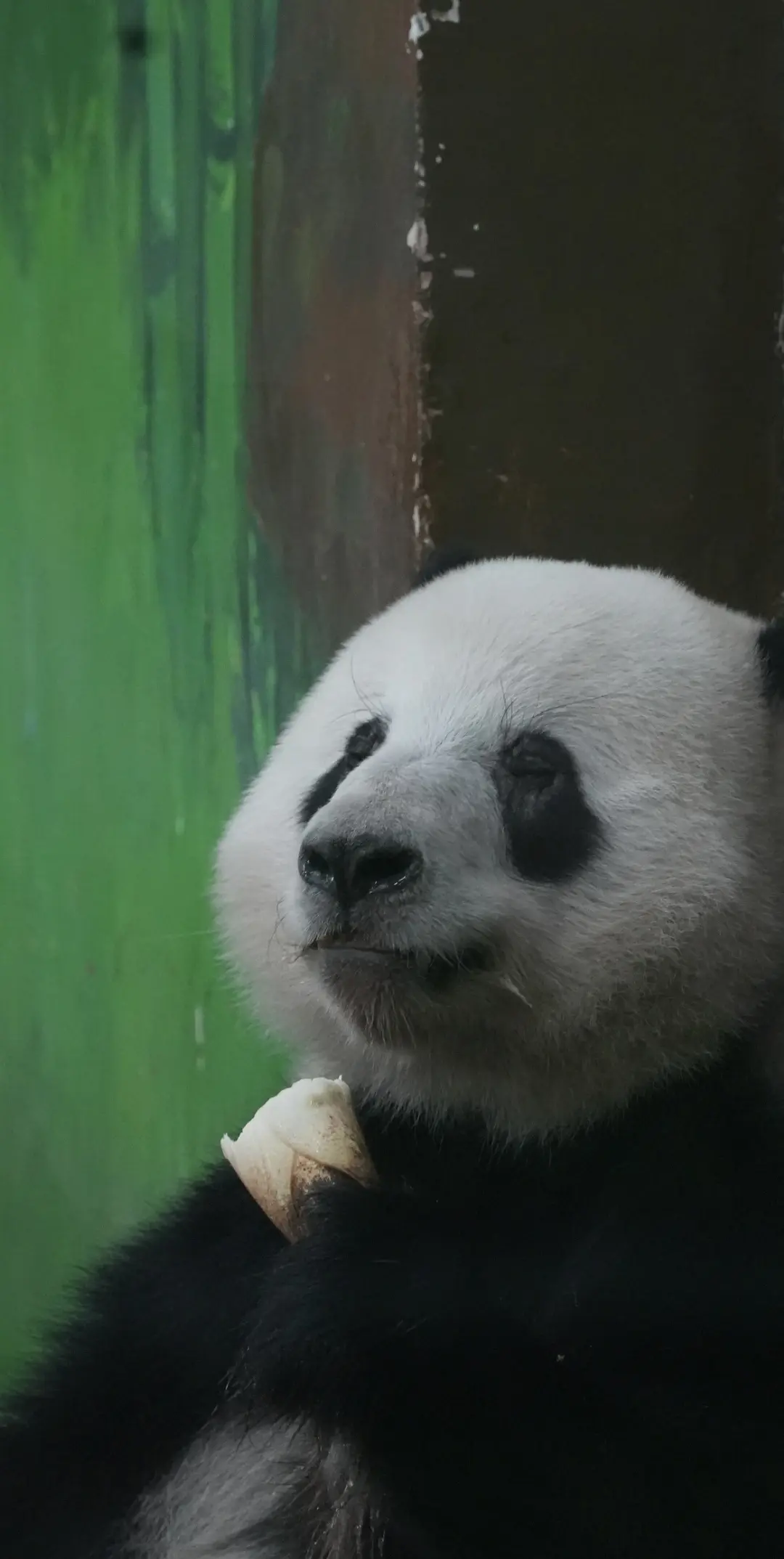 晚安。（头虽光却可爱的星一。）