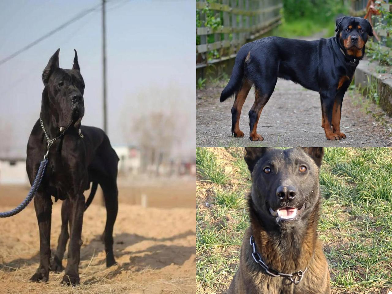 64万罚单！内蒙古11条散养狗啃食六旬雇工，雇主疏忽酿惨剧。
 
2024年12