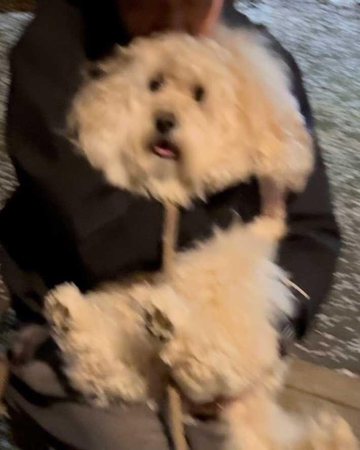 突然被抱起惊慌失措的小狗 