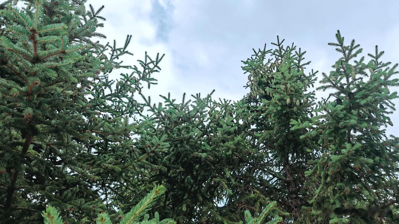 云杉树冠的侧枝层层舒展如绿色裙摆，针叶密织成厚实的墨绿绒毯。它线条刚毅、棱角分明