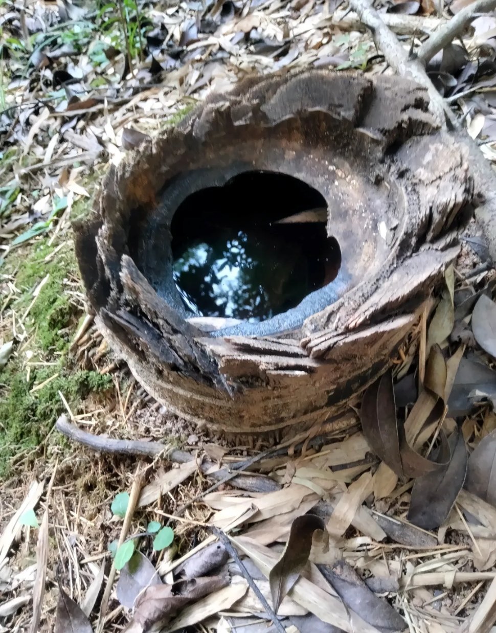 大山竹林里，山民砍竹时都留这么长，并且还把竹节捅开便于蓄留雨水！山民的用意何在？