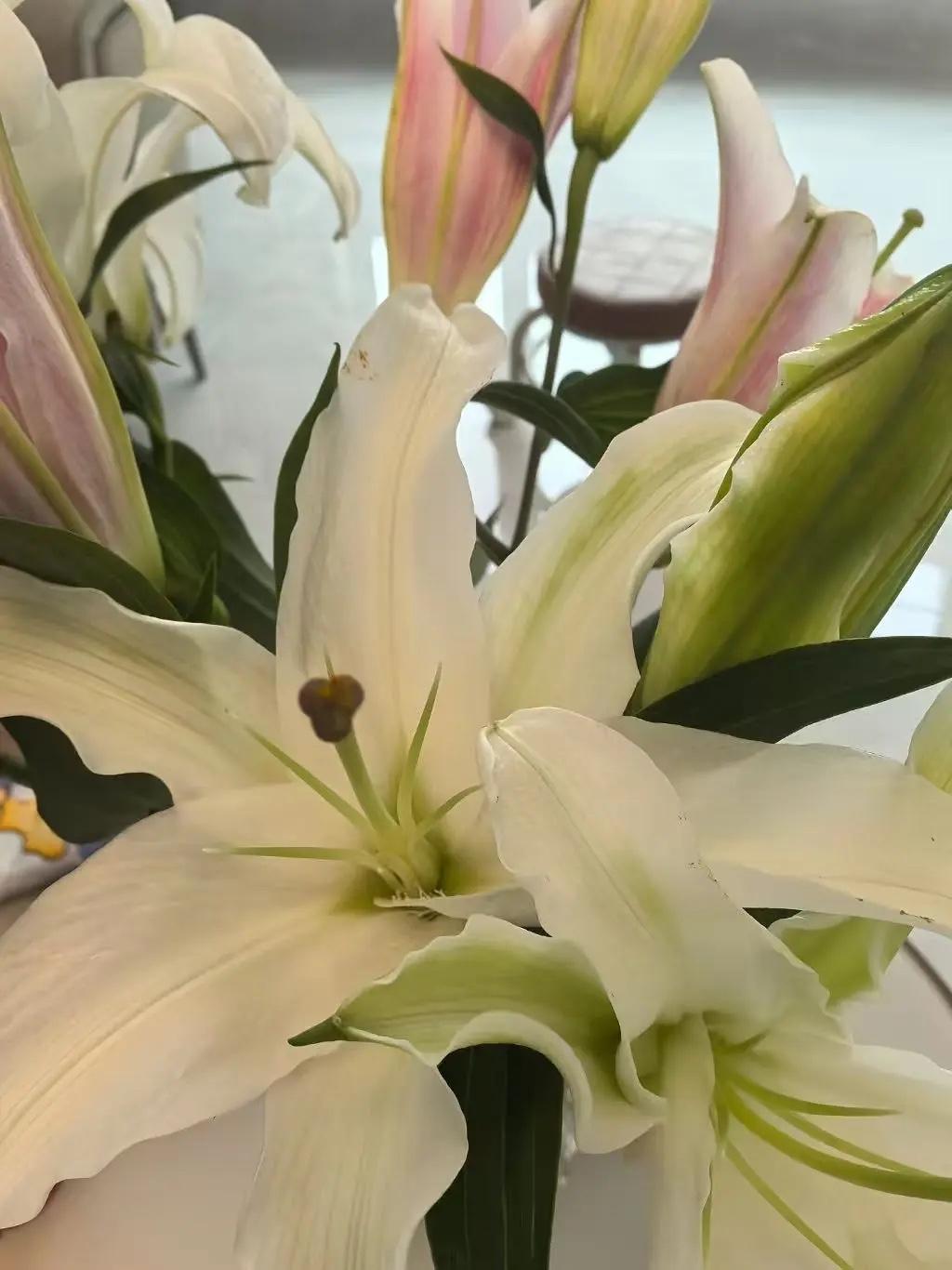 春风一到，日子就该鲜活起来～
去公园追一场花开，在傍晚吹温柔晚风，
把早餐吃得认