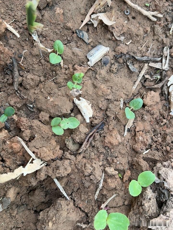 院里种了好多花，现在已经出来了。哎呀哎呀，到处都是，撒了好多好多的种子。嗯。
一