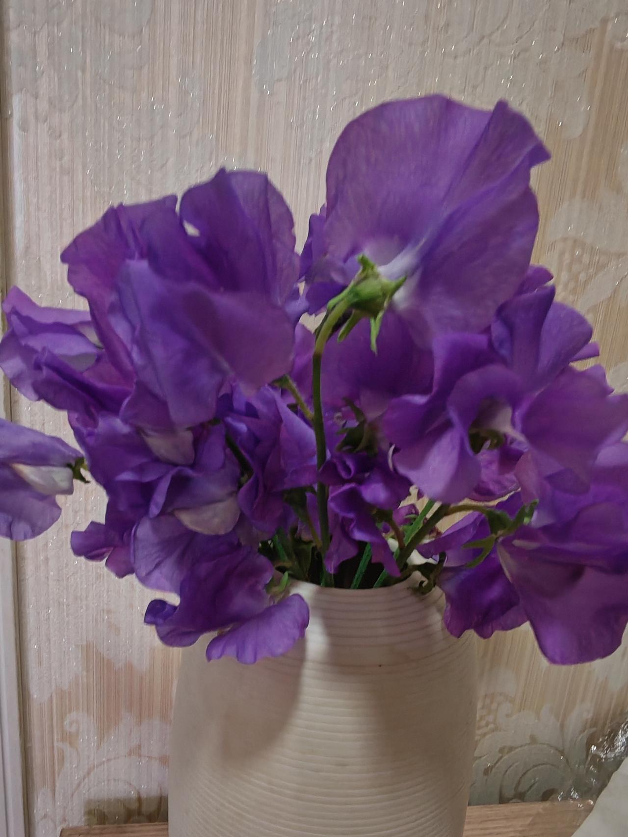 新年爱好打卡这是香豌豆花，第一次养这种鲜切花。确实挺香，花和地里的豌豆花一样，就