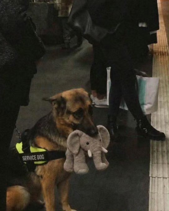 德国牧羊犬因不放毛绒大象未过考核谁能料到威风的德牧也会栽在玩偶身上！这只叫莱克的