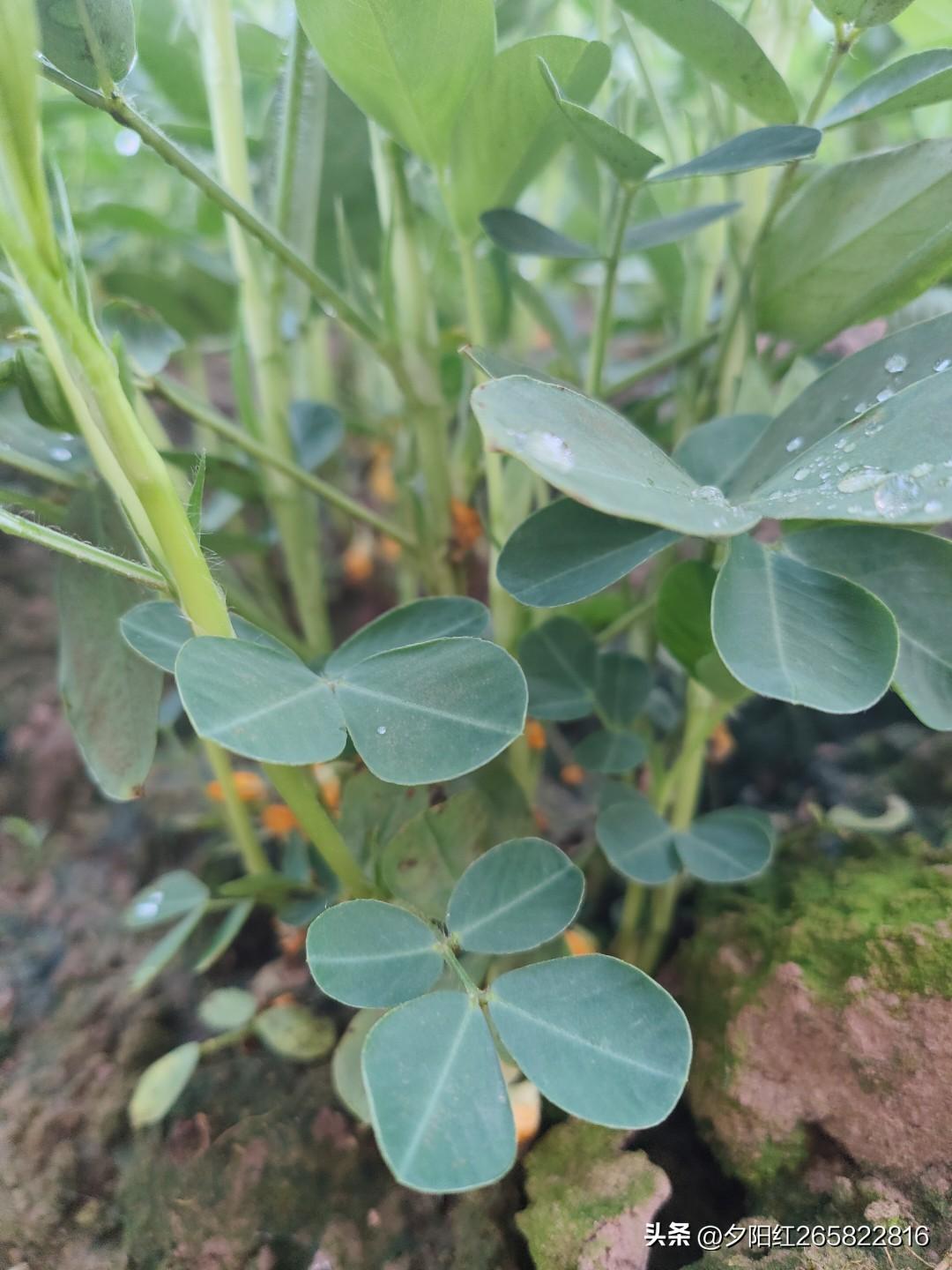 花生真是一种神奇的作物，果实长在土里，花开在外面，也叫落花生。有人认为它原产于南