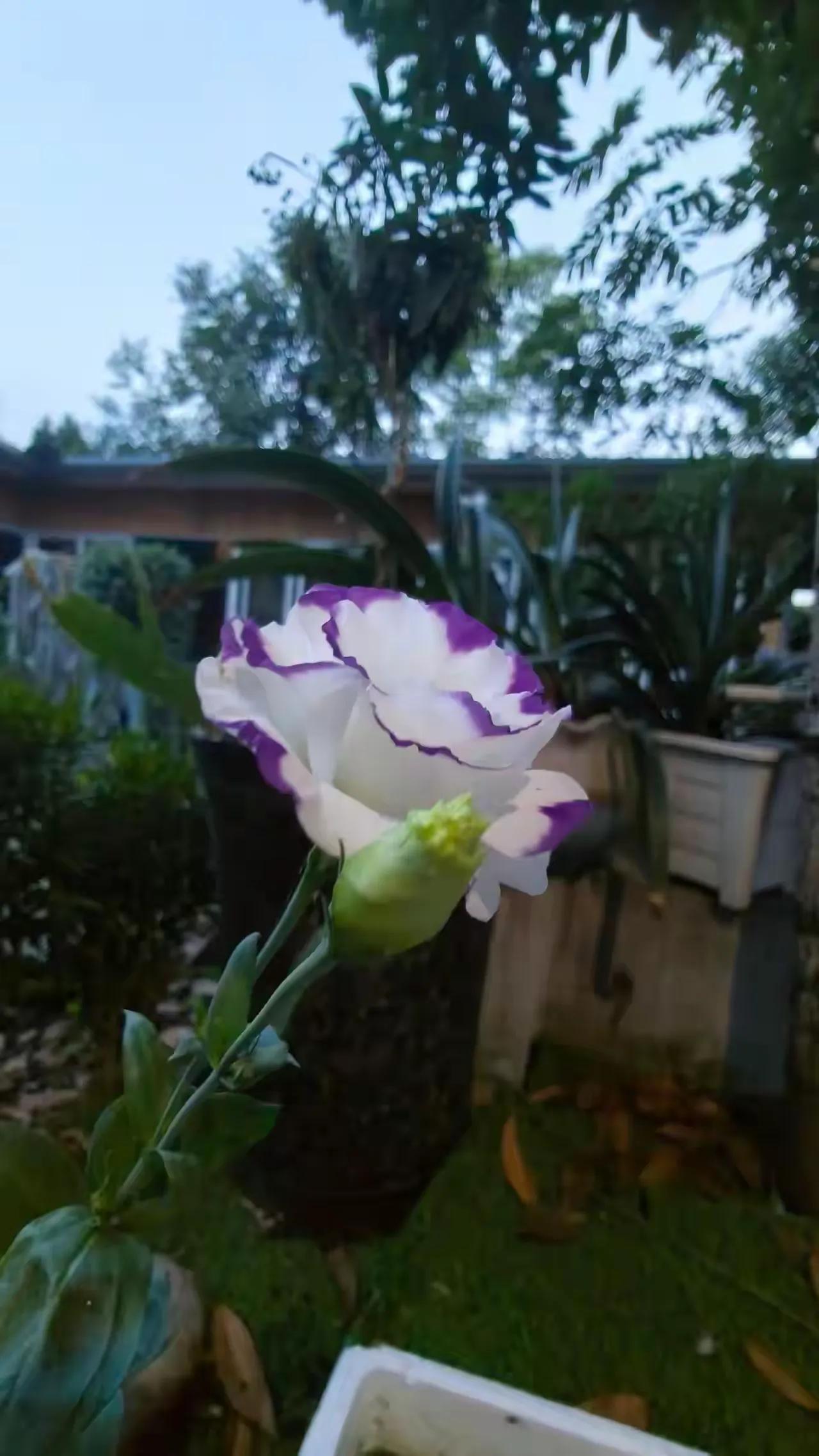 这个花是什么花？比红色的玫瑰花还更让人喜欢，主要还是这种品种很少见到！