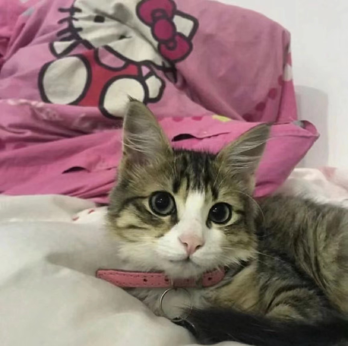 【你家猫的毛色，谁说了算？】我们会看到不同品种的猫猫，毛色和花纹会大不相同，同个