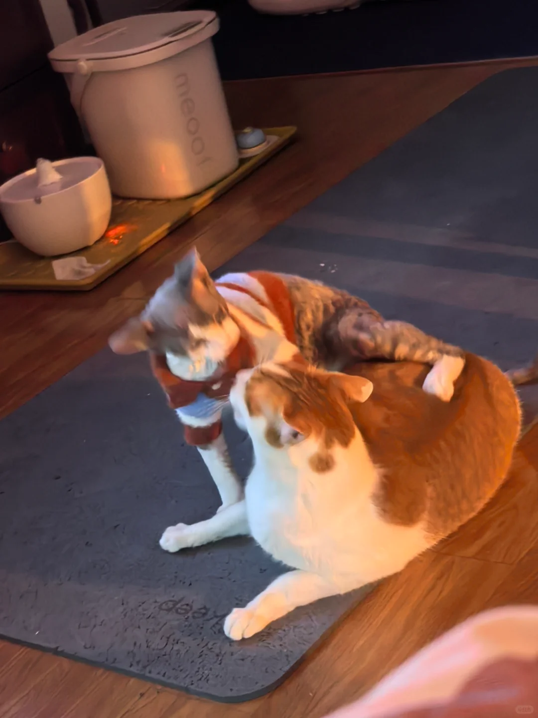 怎么让德文停止对其他猫咪的80行为呢