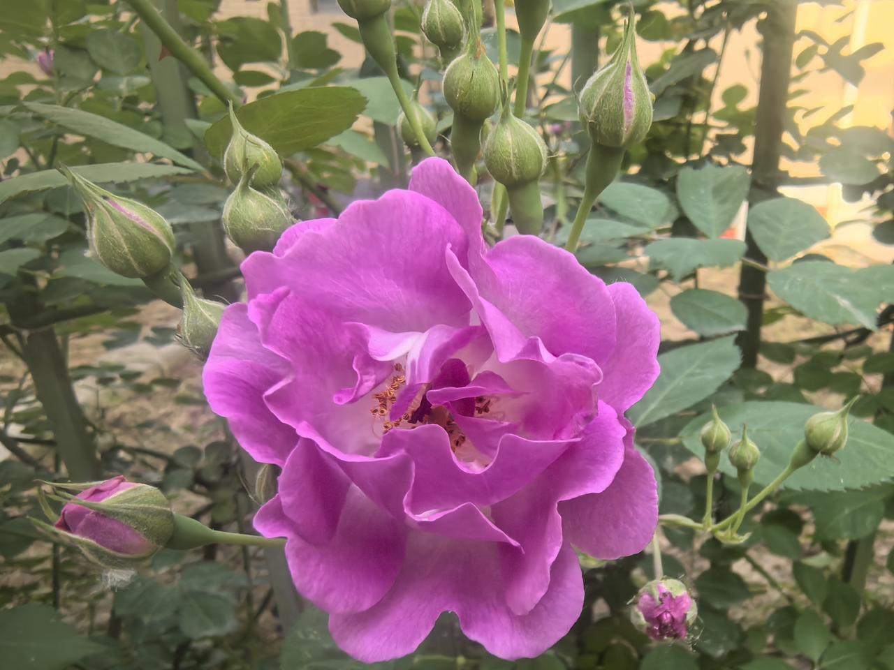 满架蔷薇一院香  雨晴香拂醉人头

[玫瑰][心][玫瑰]

春末初夏，雨过天晴