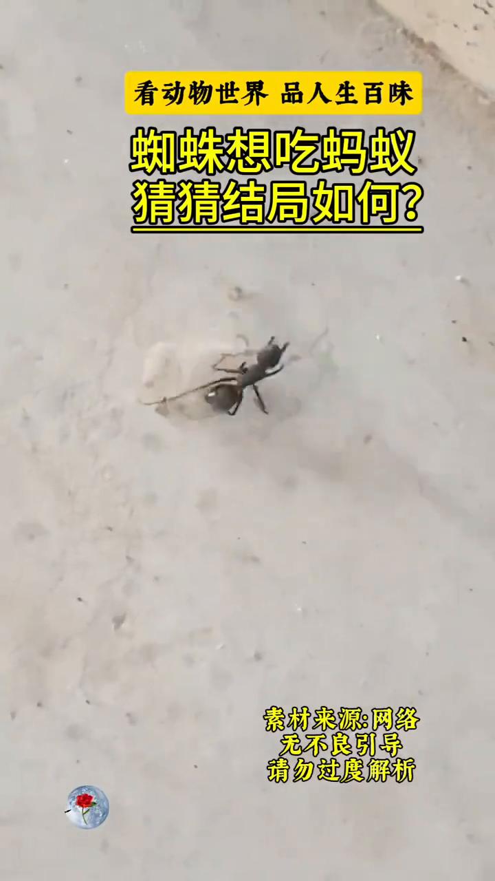 蜘蛛想吃蚂蚁，猜猜结局如何？
看动物世界品人生百味。
蜘蛛想吃蚂蚁，猜猜结局如何