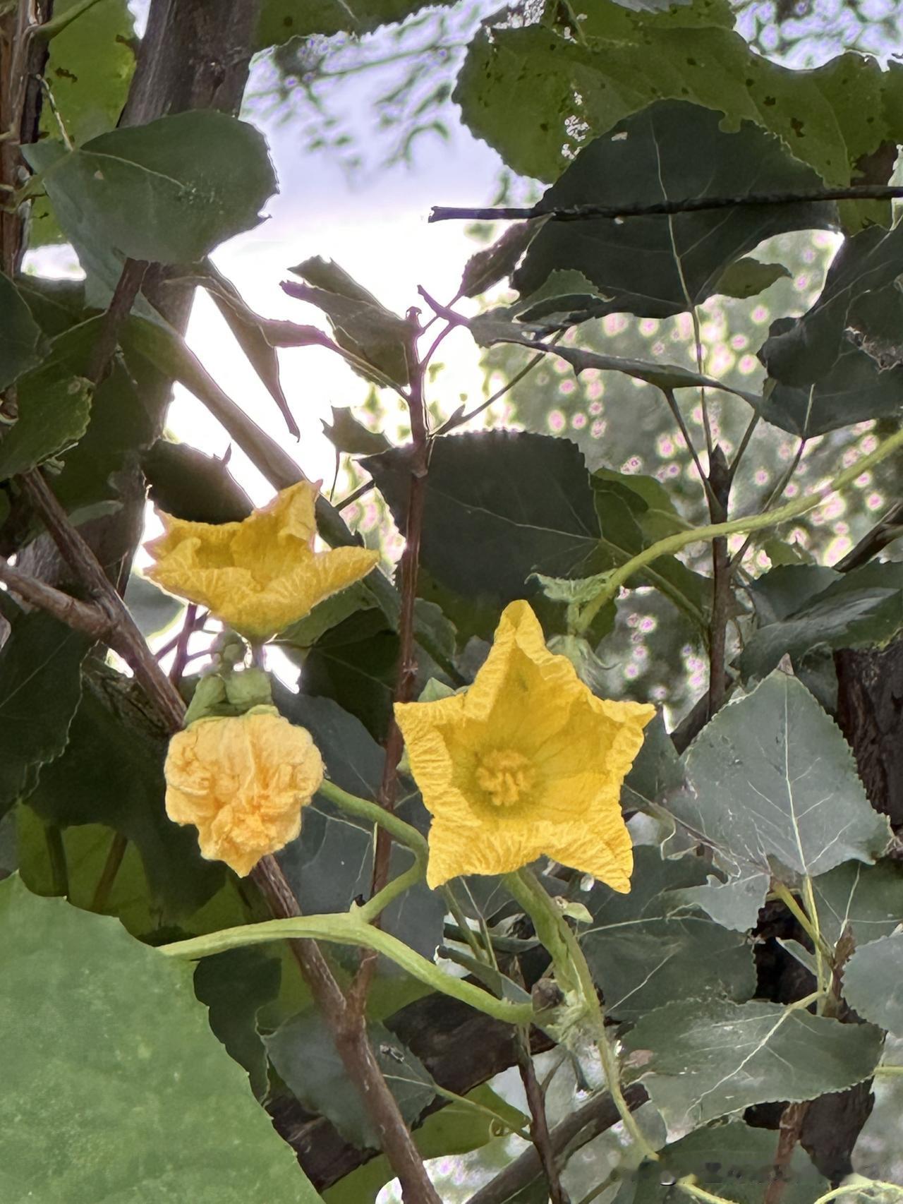 最近想节食减肥，又怕廋下来脸上也没肉肉，容易长皱纹。

大家减肥时期，皮肤需要额