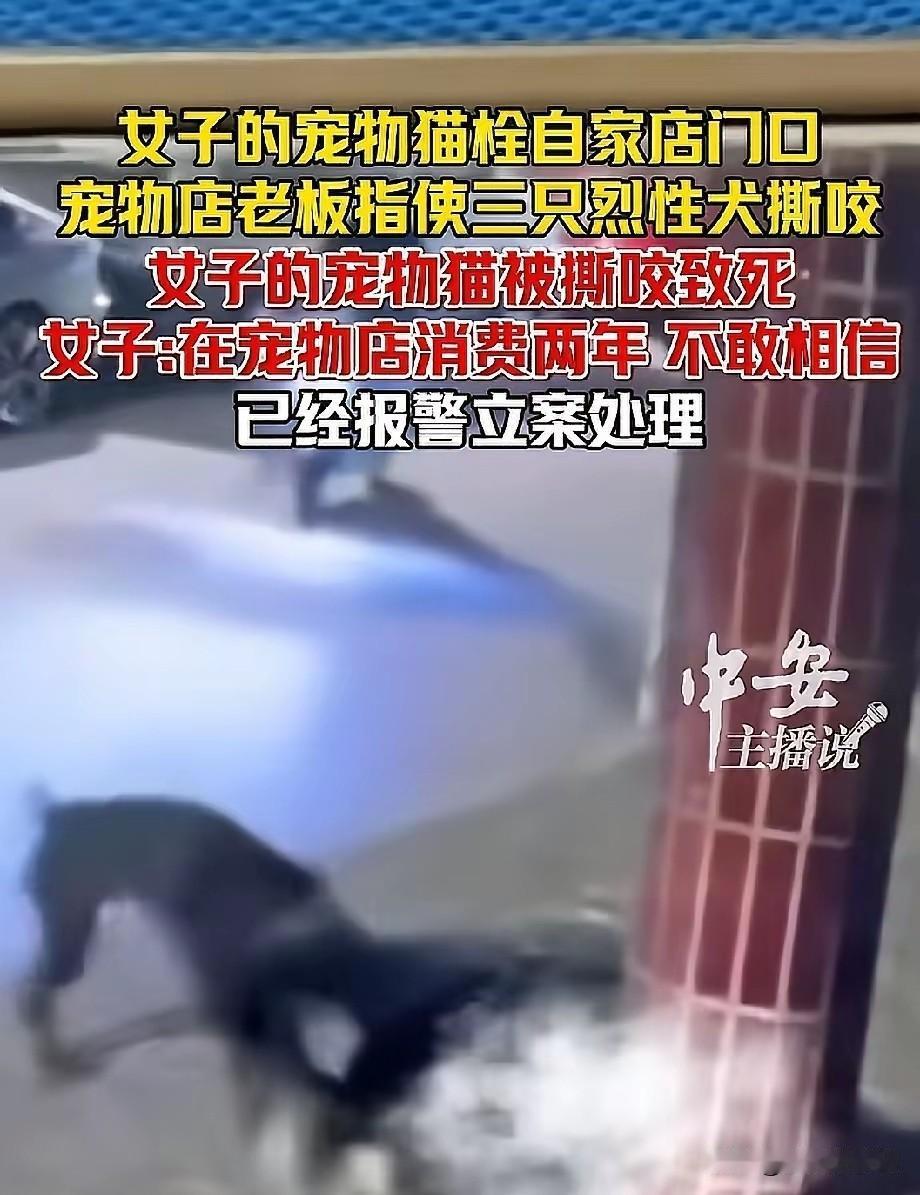 扬州女子的猫在自家店门口被宠物店老板指使的三只烈性犬撕咬致死。


女子说：“这