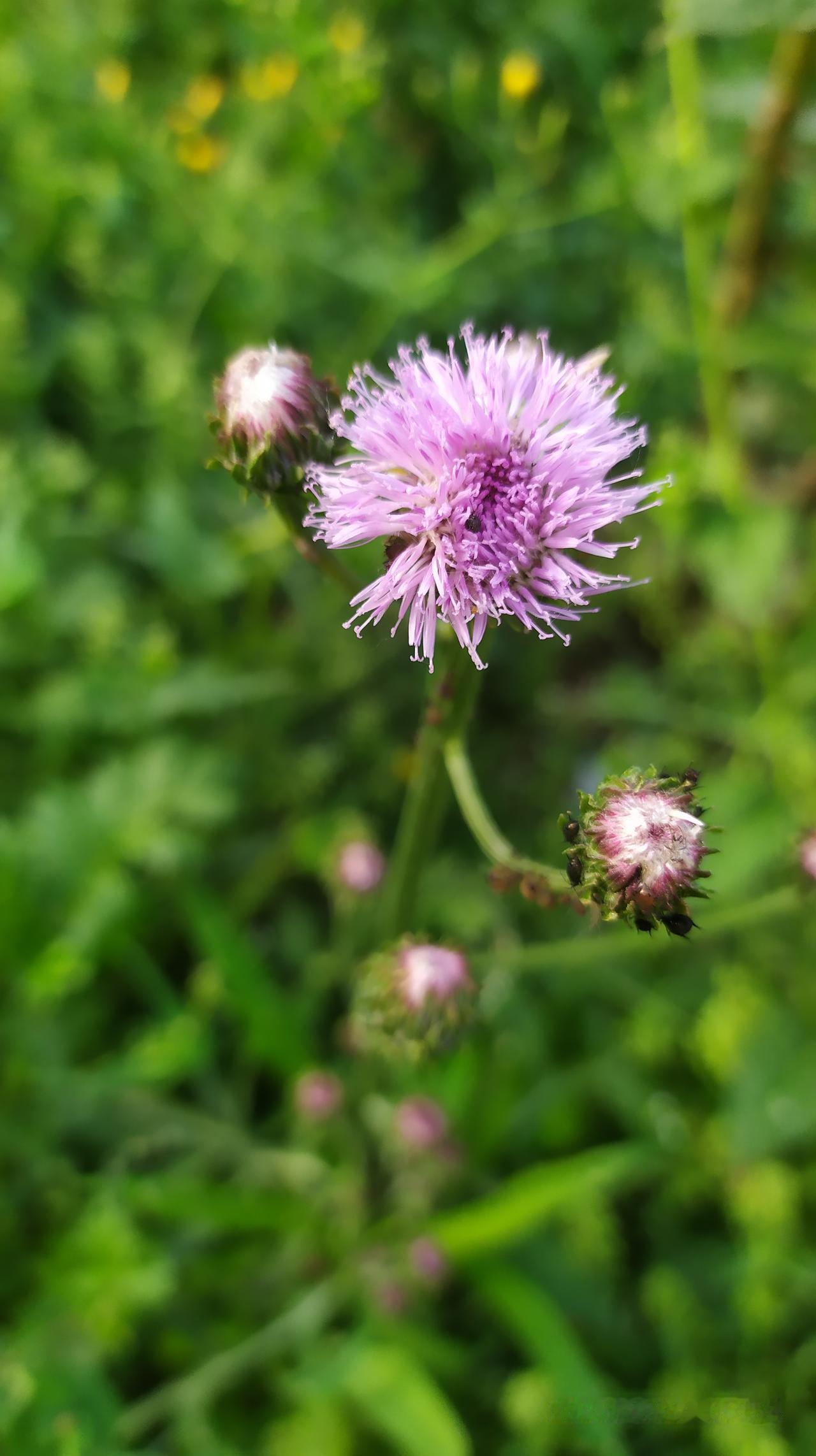 对联飞花令 猪兜菜花
出句：惜春人带猪兜去（雪浪）