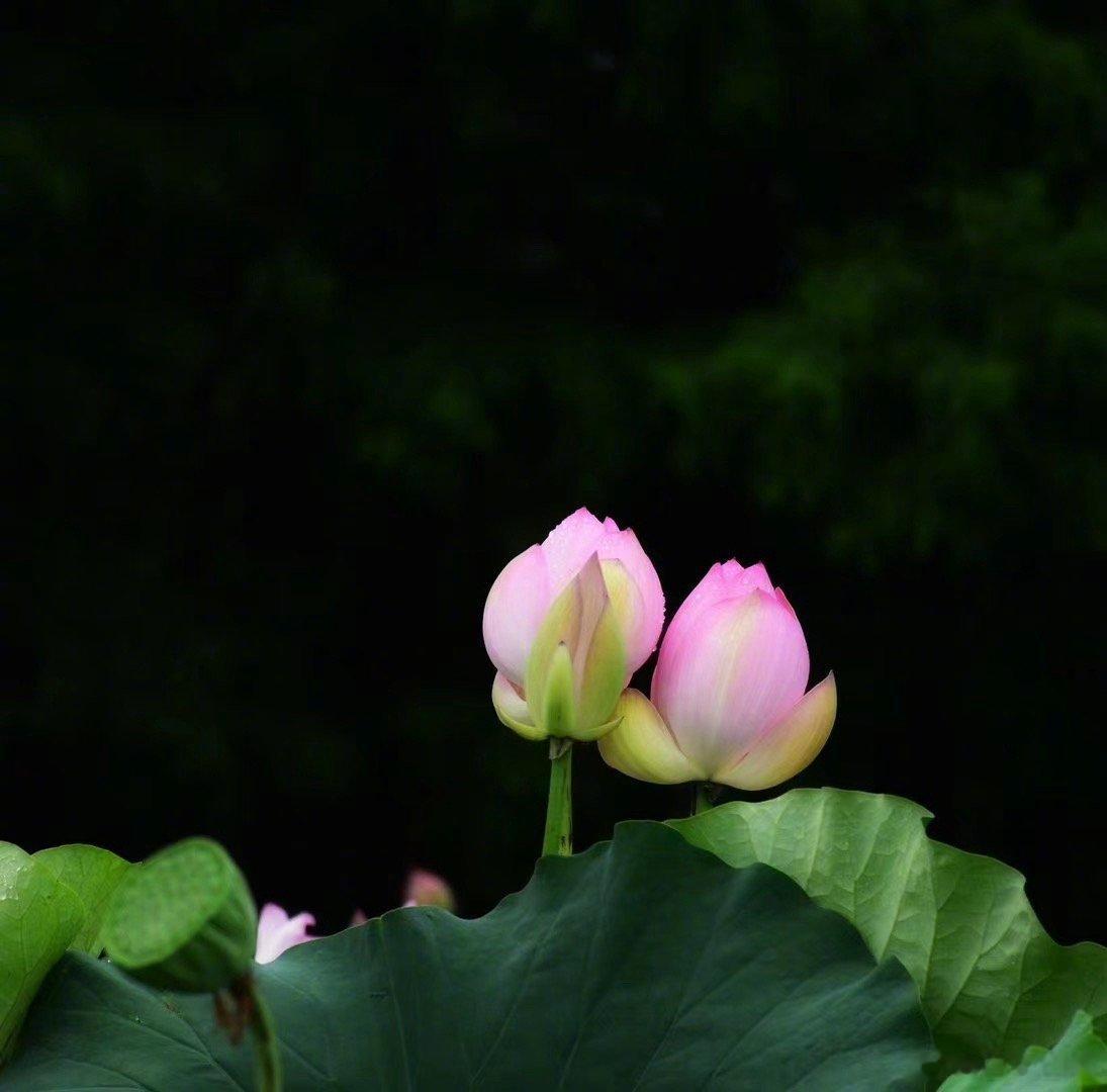同事年休想去雪乡玩，我笑她不畏艰险，勇于尝试跳坑。她问我，这些年，雪乡不是整顿了