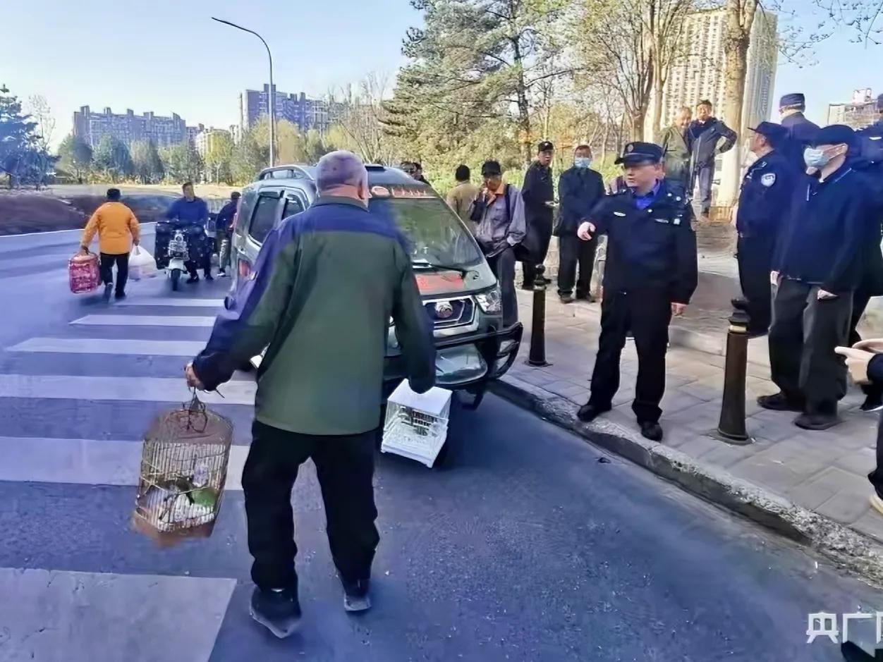 尴尬的北京养鸟人，透过大爷倔强的背影反映出来了，整治非fa鸟市现场，大爷的姿势感