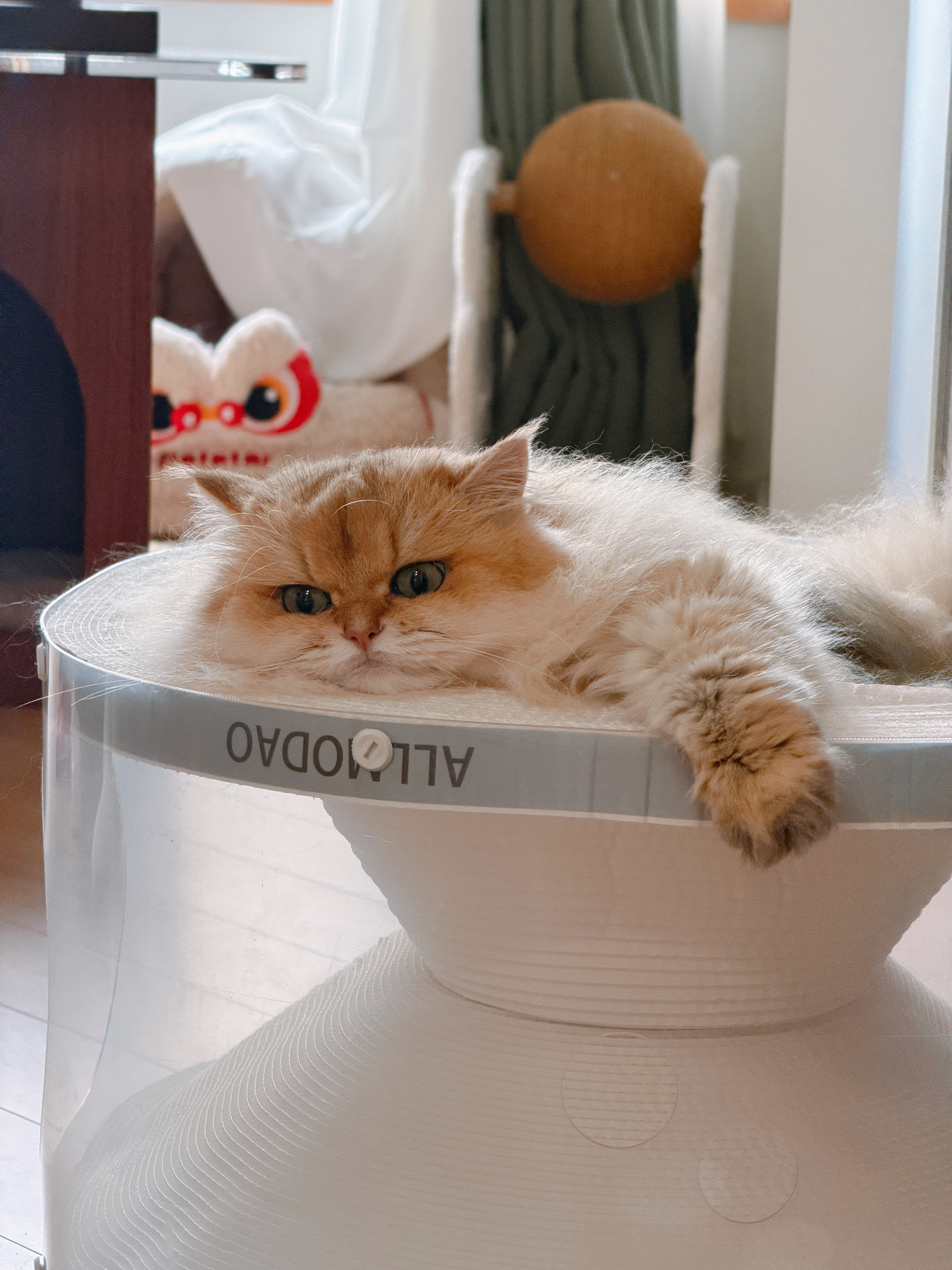 小猫小猫，你到底有什么心事吖 