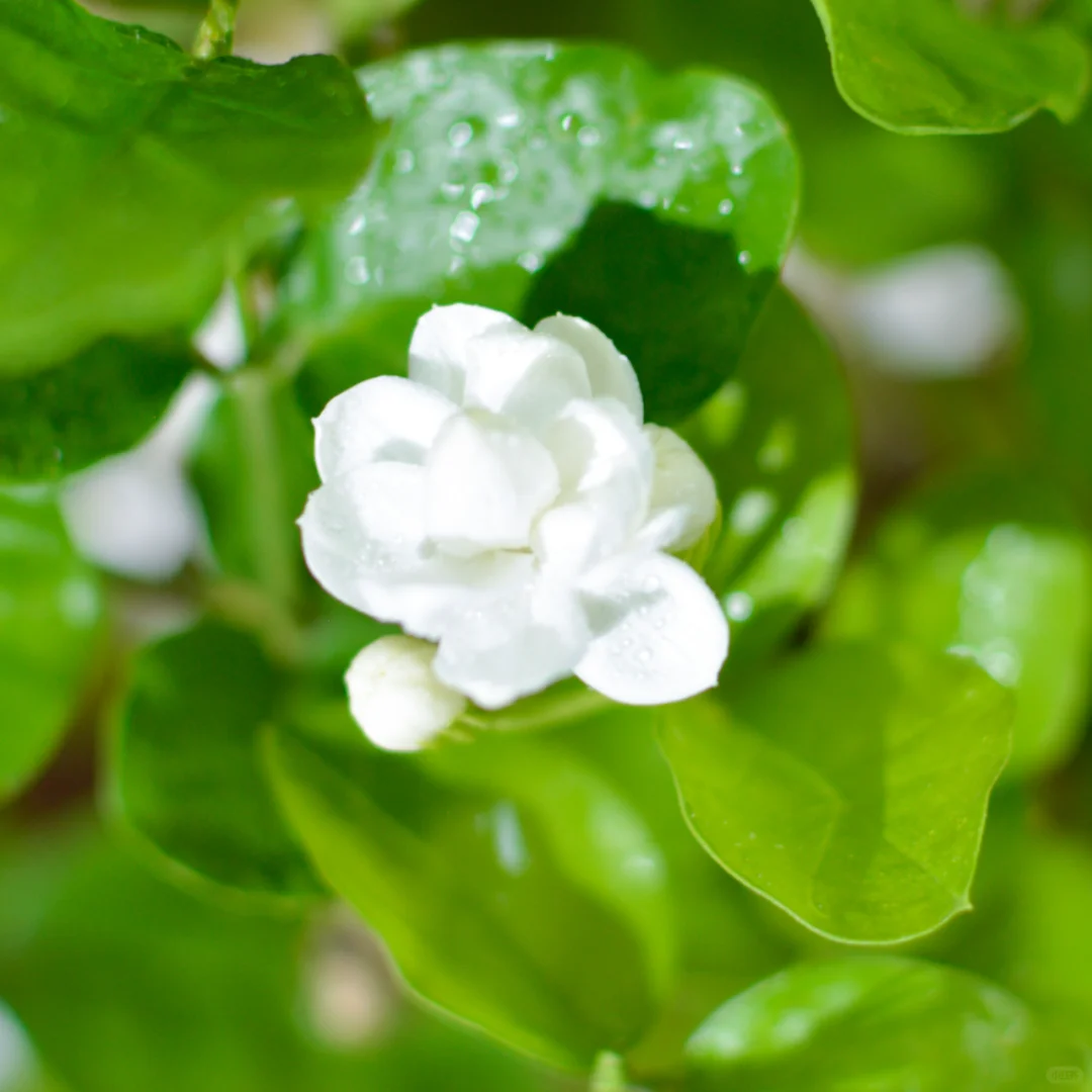 🌸茉莉花养护指南，让你的家花香四溢🌸