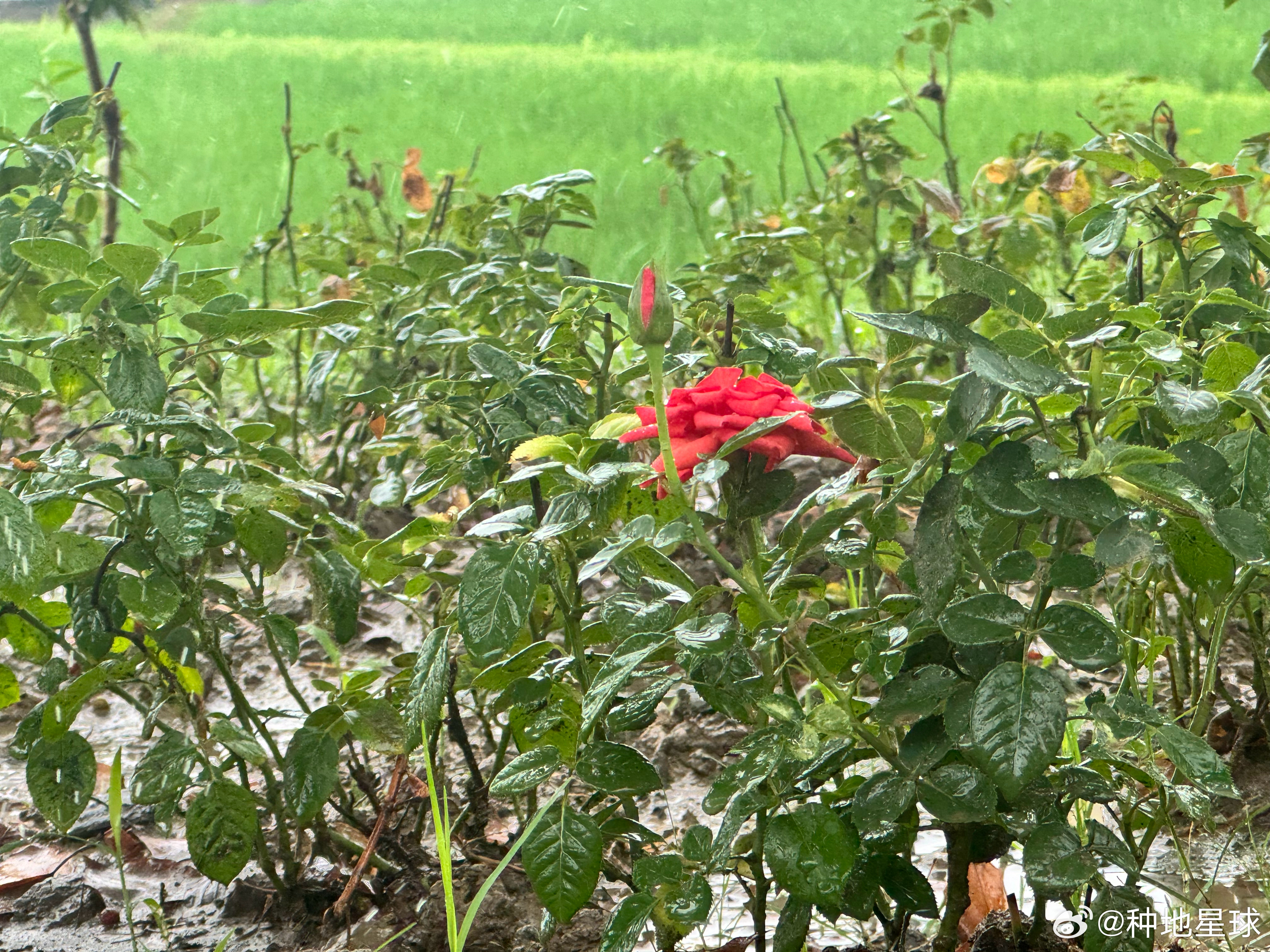 风雨后陡门，铿锵红玫瑰🌹💌亲爱的朋友们：当你们看到这份信的时候，我已经平安度