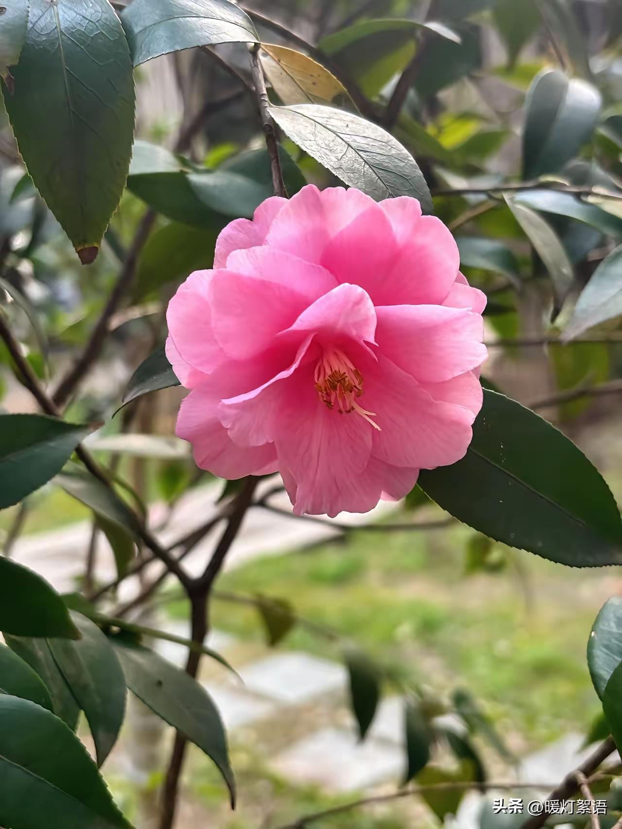 一个厉害的高人说：
从古至今，一个女人若有下面这些举止模样，十有八九是劳碌命，鲜