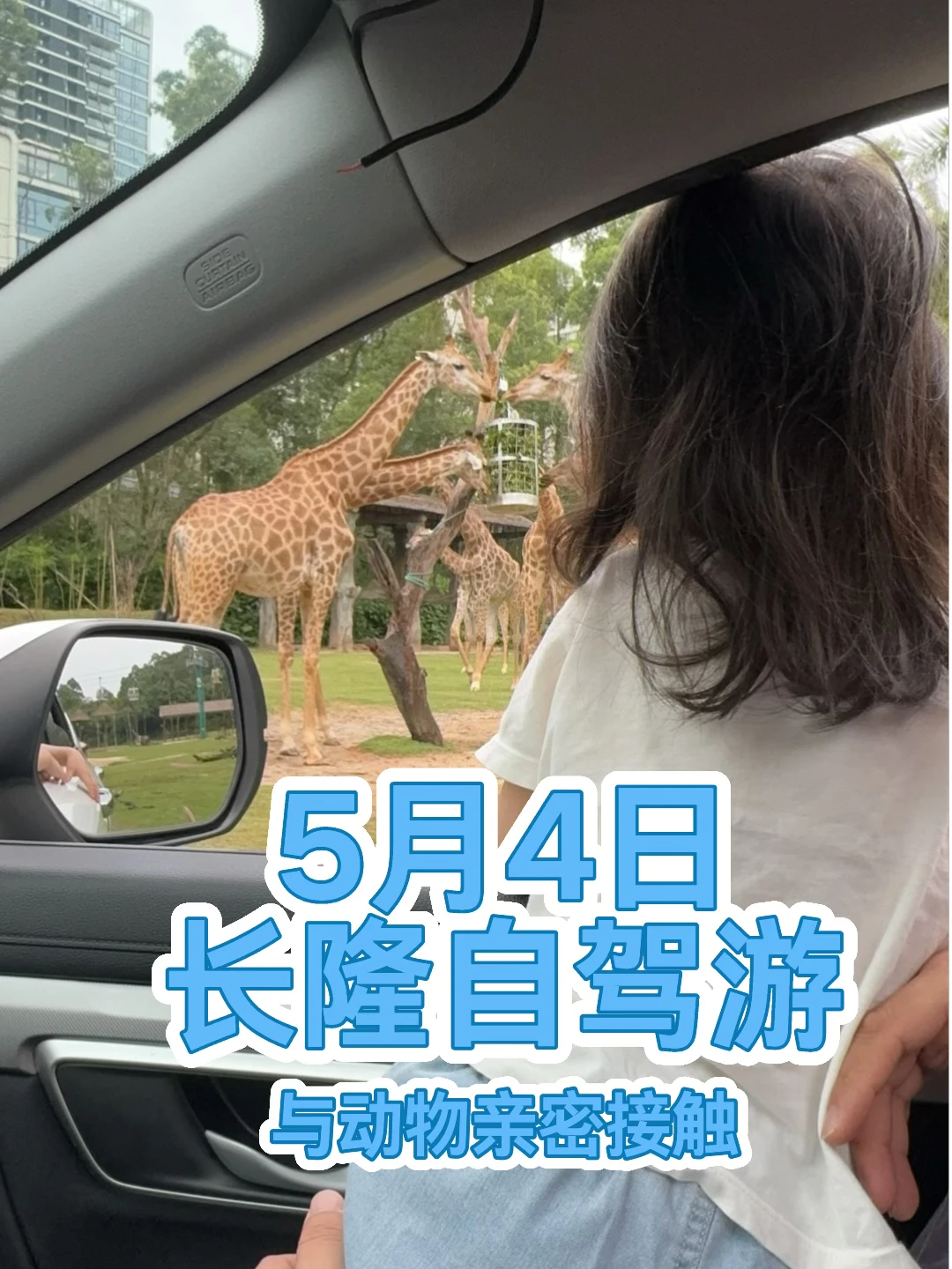 长隆野生动物世界5月4日自驾