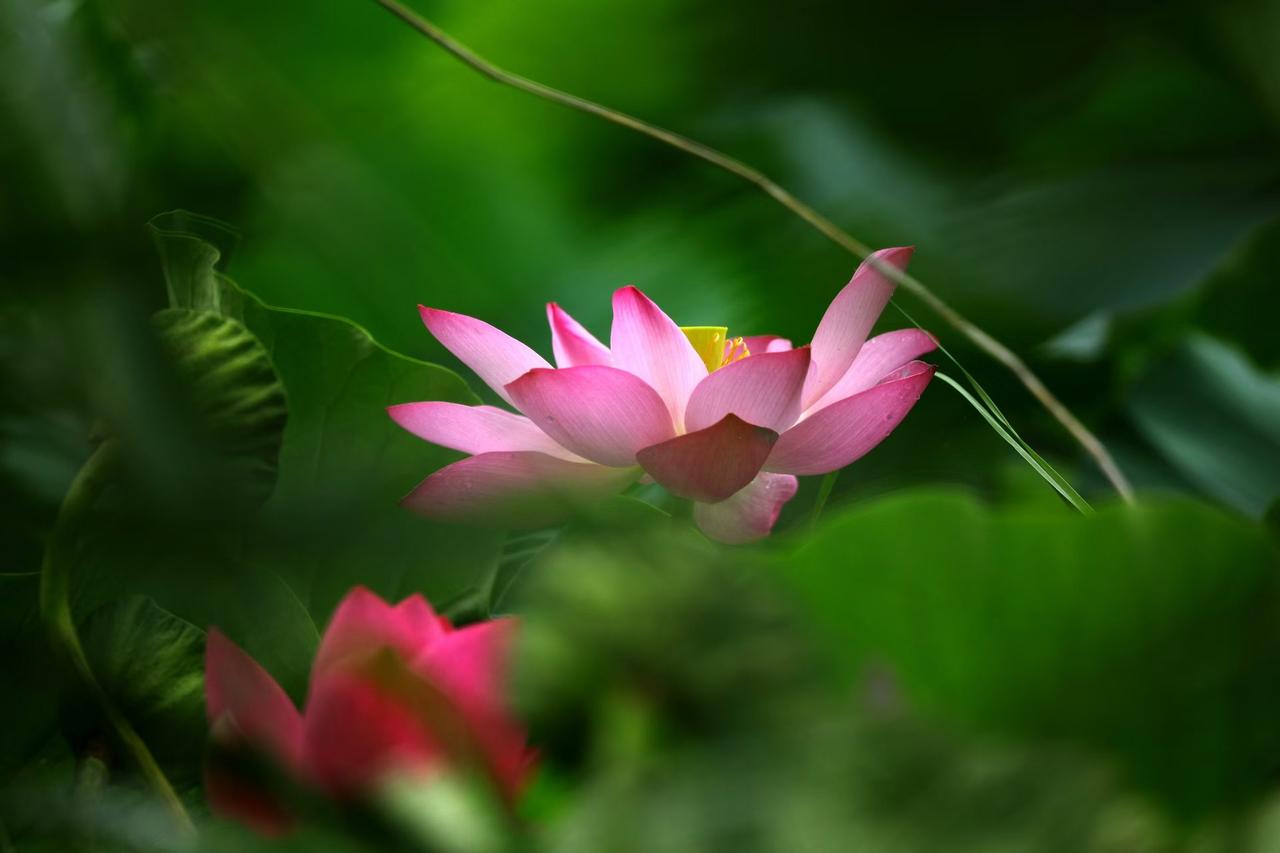 ​
2. 透过层层青苇，邂逅一池荷花。水珠点缀草叶，光影温柔，是独属于夏日的诗意