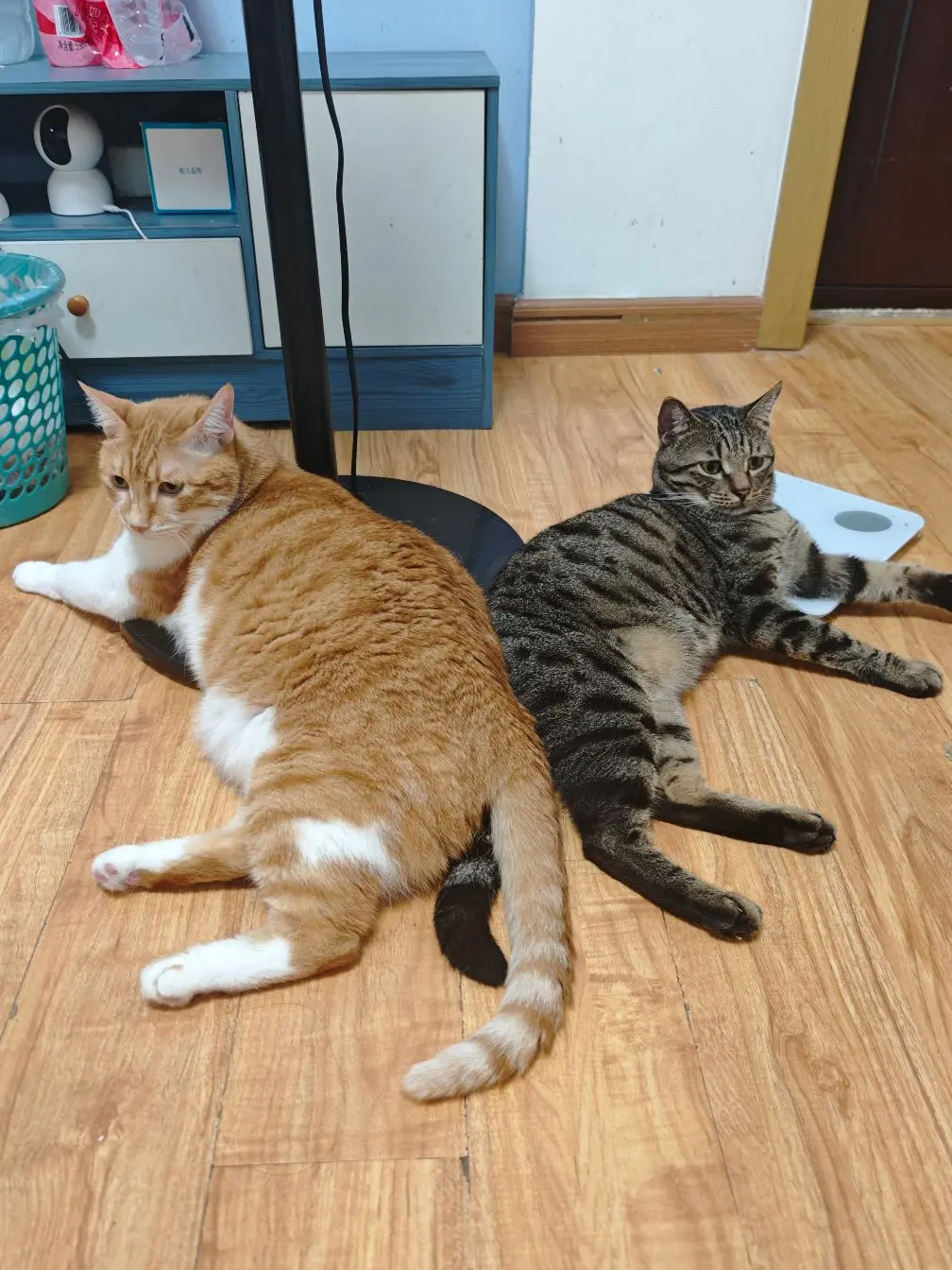 双猫局。我说我有两只狸花，你偏不信～