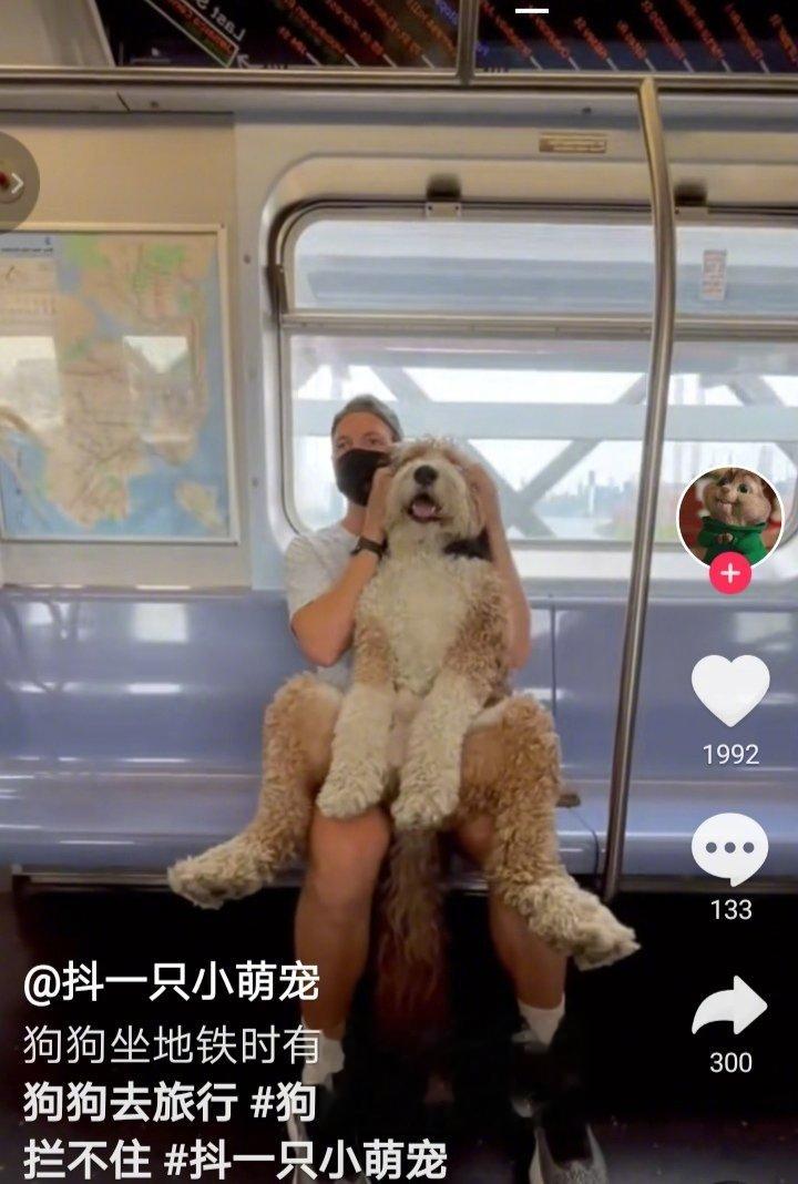 善良有爱的国度有极强的包容性！能和主人一起坐地铁的狗狗是幸福和快乐的！