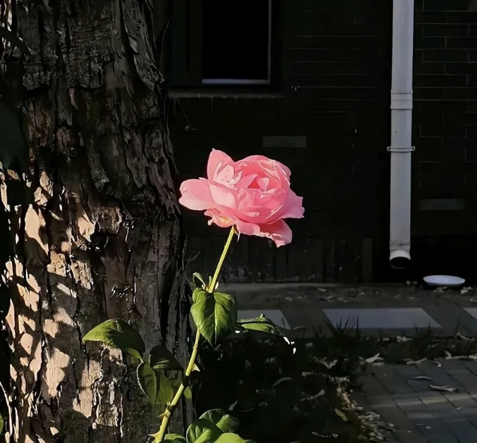 所有的美好，都藏在日复一日的坚持里。 