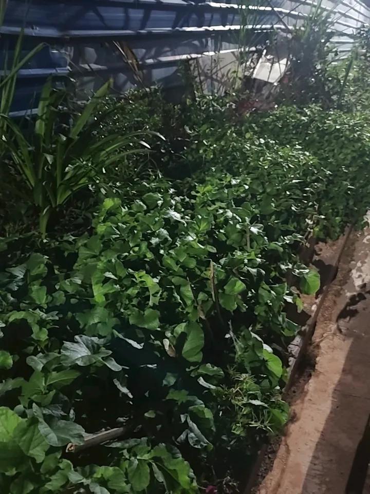 前几天我妈看中了一双布鞋，那是一双仿冒的耐克，买完后我发现那个布鞋底特别的薄，于