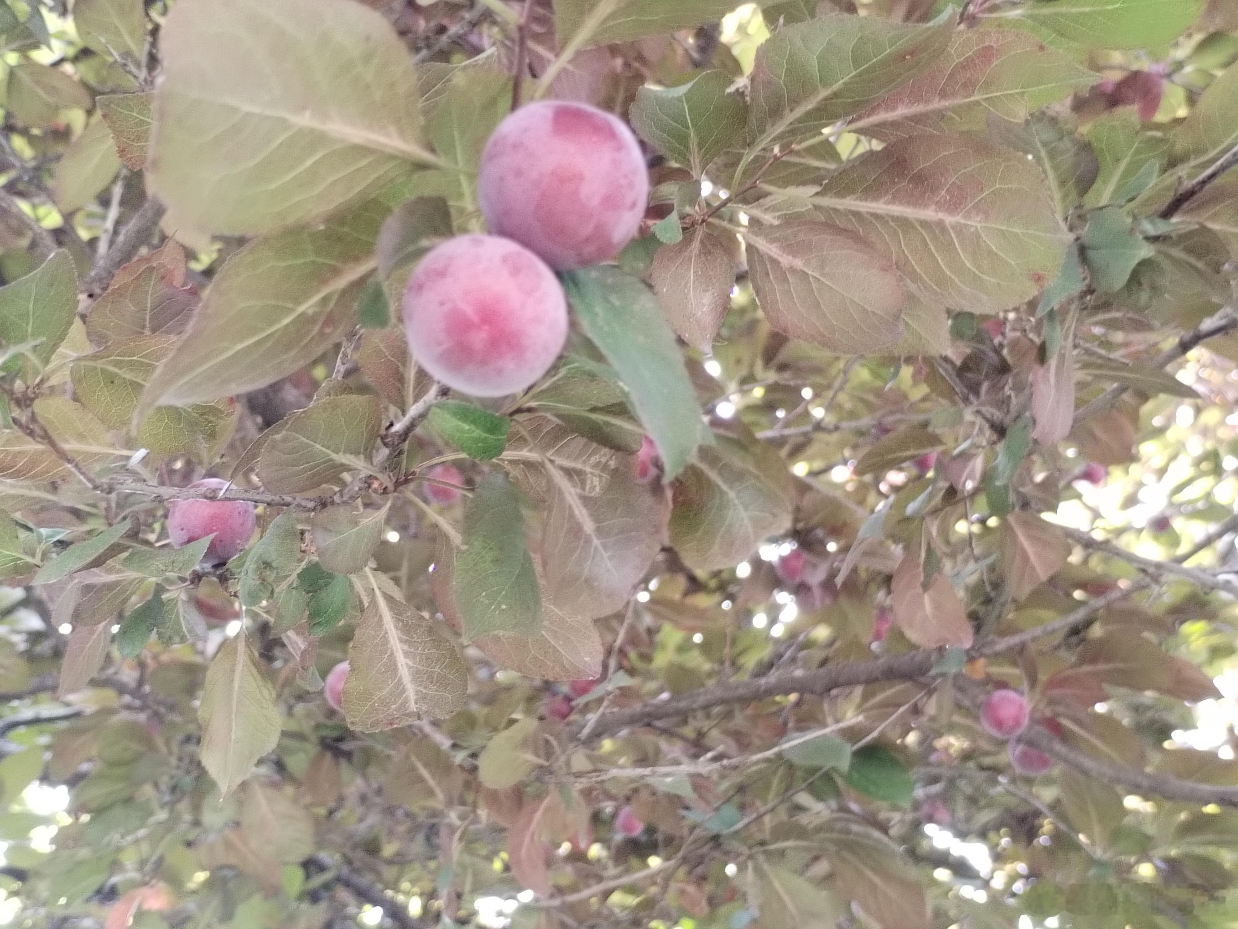 不要摘不要吃宁波路边已大量出现 杭州真的好多这种紫叶李，我前年在良渚的时候，那路
