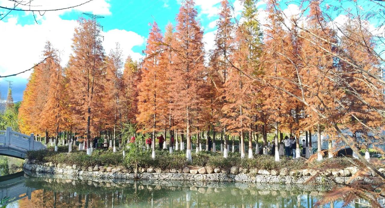 🍂救命！森林公园的这片水杉林美到窒息！☀️蓝天碧水映红杉，每一帧都是壁纸级风景