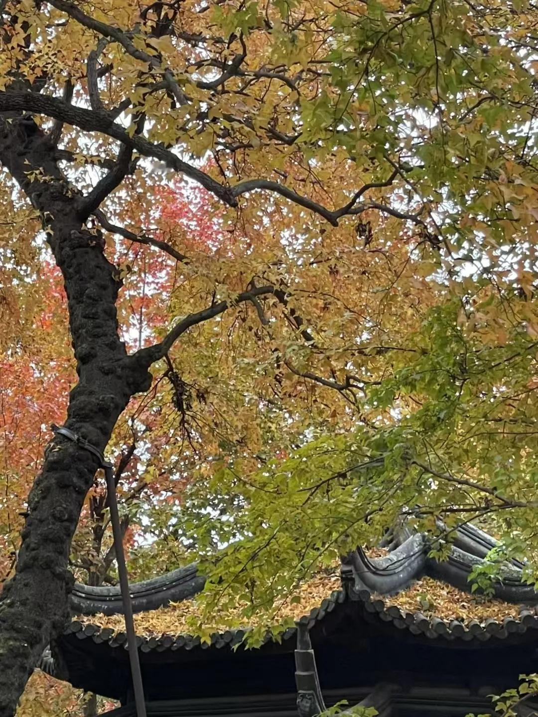在此盘桓最久
被雨淋透的眼睛
一寸一寸，凝视
抑制不住的参天斑斓
一叶一叶，飘零