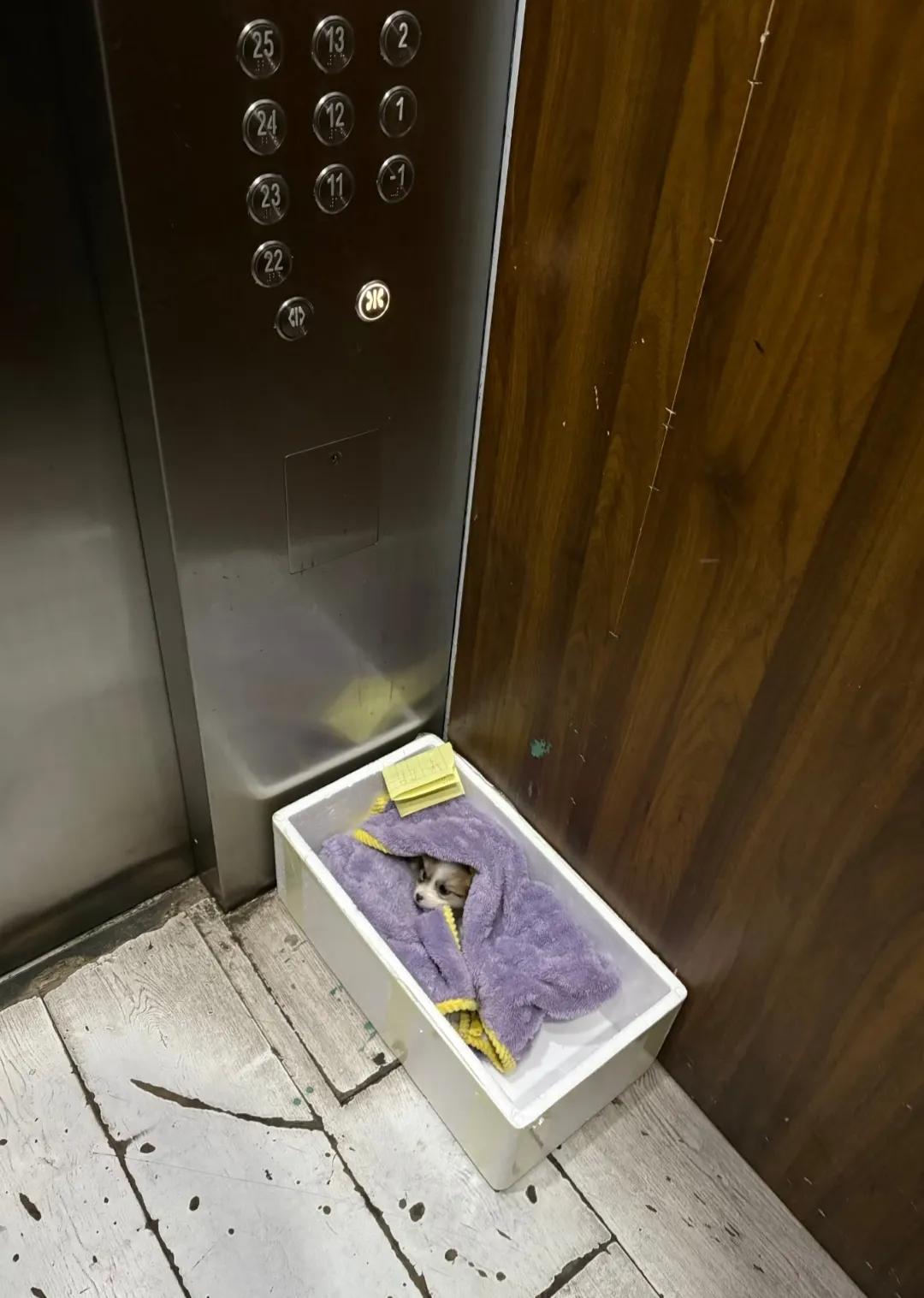 电梯里看到的，家中已有一只，看着挺可怜！本想狠心离开，可是还是狠不下心来，这下又