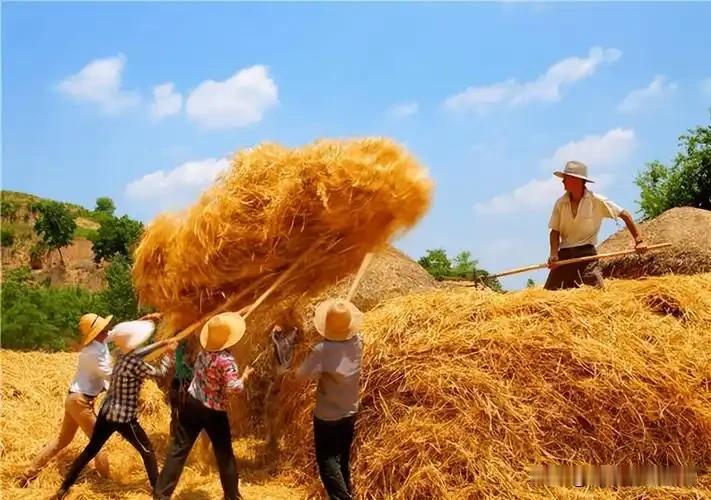 到底是城里好还是农村好？收一次麦子你就知道了！

四月收麦四月中，五月收麦五月初
