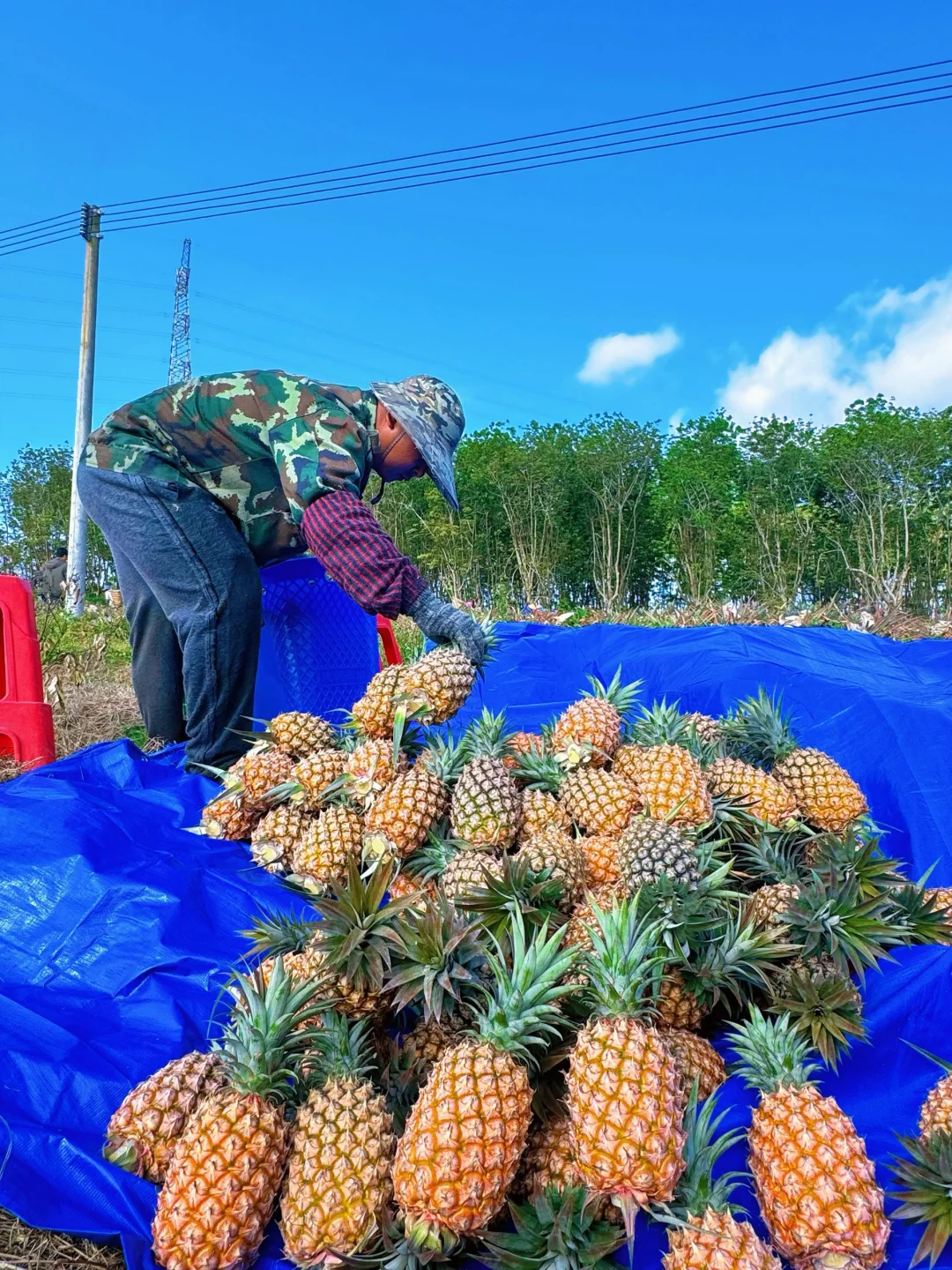 树上自然熟金钻凤梨，才是真的好吃。