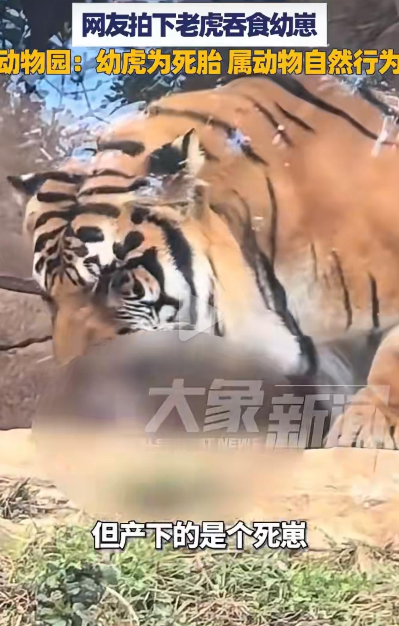 母虎为何吞食幼崽？饲养员道出隐情，人类干预不是关键

云南曲靖动物园里，刚生完宝