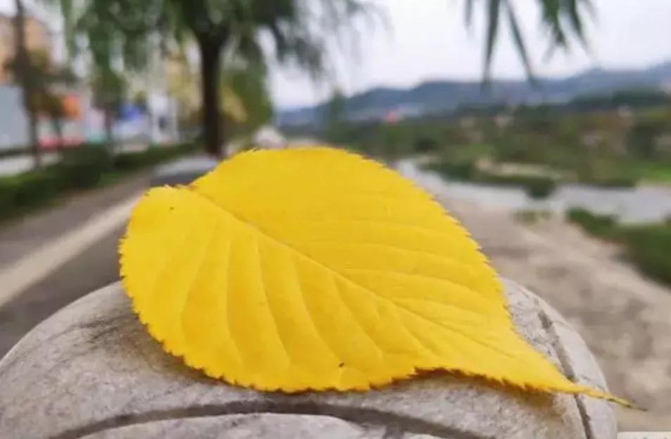 七绝.一片落叶

一叶飞飘一岁秋，
黄容淡处静无忧。
闲心雅趣寻常事，
明月清风