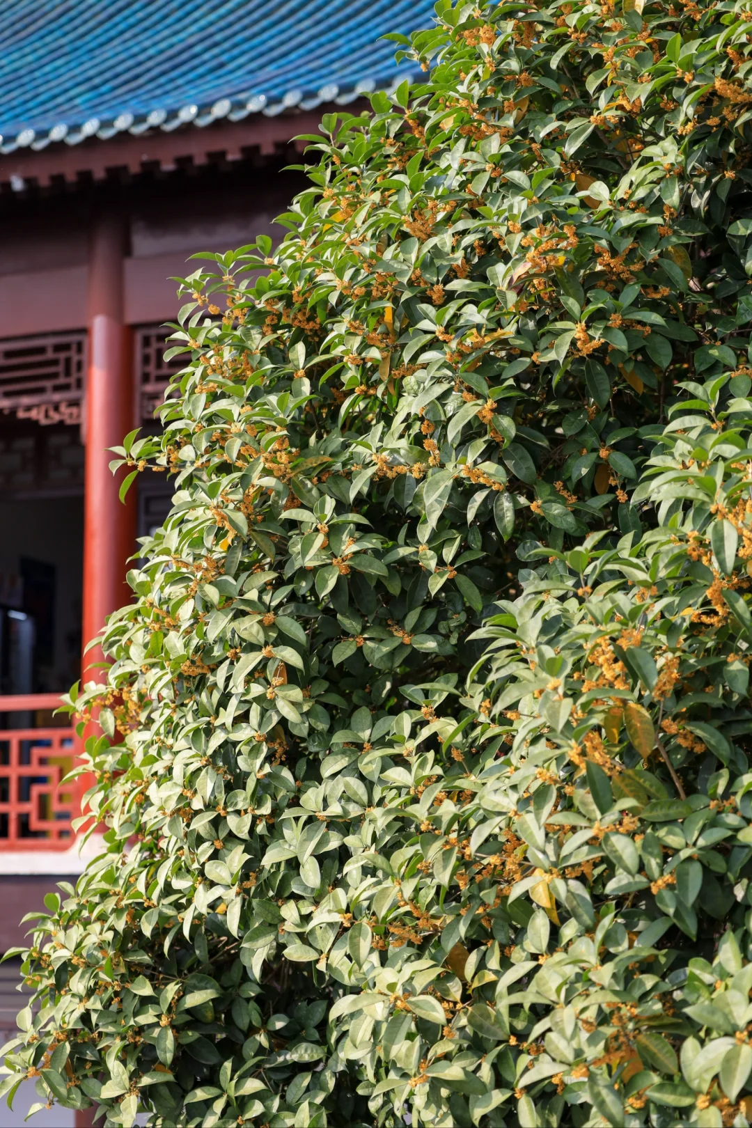 地铁直达武汉“桂花山”❗️绝美小众徒步地