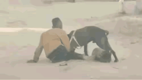 这种大型犬不要说是孩子了，就是成年人也不好挣脱