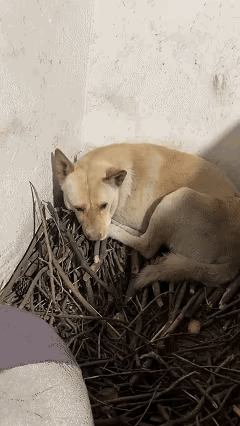 近日重庆，亲戚去世后，女子去亲戚家收养他留下的狗狗，可到了亲戚家后发现狗狗默默趴