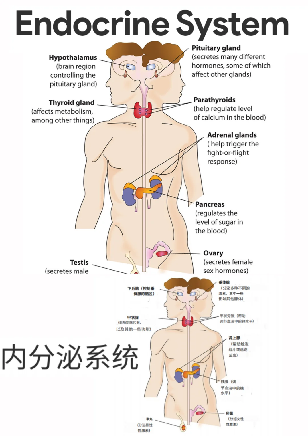 备考RN/内分泌系统！！学！！单词