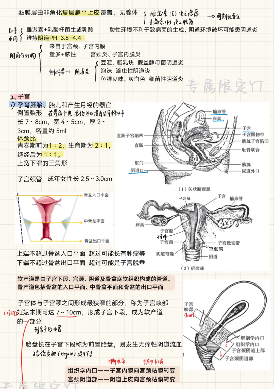 妇产科学(1)-女性生殖系统发育与解剖