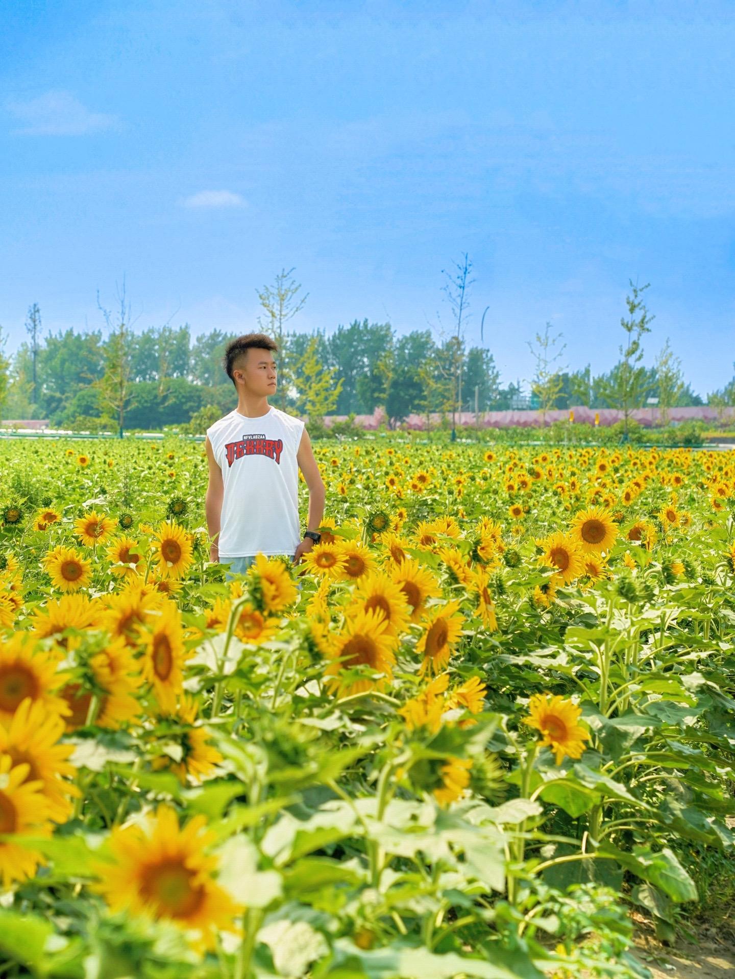 地铁直达！成都市区！免费向日葵花海开好了。成都夏天的浪漫是向日葵给的 ...