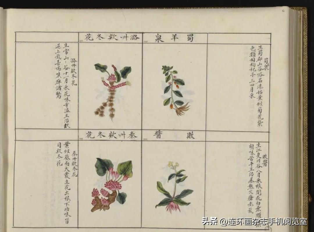 《中国药用本草绘本》拾页04〔其它杂书拾页等〕