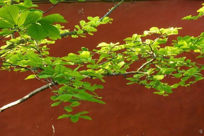 【初夏北京】🌿“天坛斋宫”据说皇帝在祭天之前三日两夜，必定在斋宫静修沐浴，潜心