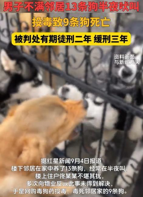 代价太大了！内蒙古通辽，邻居在家养了13条狗，经常在半夜狂叫，男子不堪其扰，多次