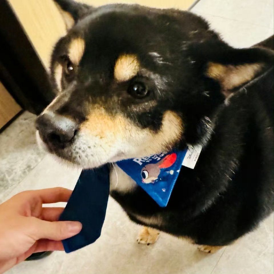 马嘉祺高会更新 好可爱的小狗狗六斤真的是一只特别俊的小狗