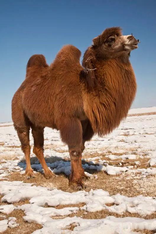 五十岁的男人，理解了一件事情：一根稻草可以压垮一头骆驼。[捂脸][捂脸][捂脸]